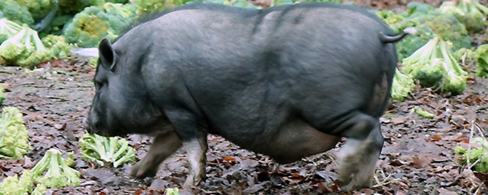 VIDEO: Tukwila Police pursue an elusive pig named ‘Monty’
