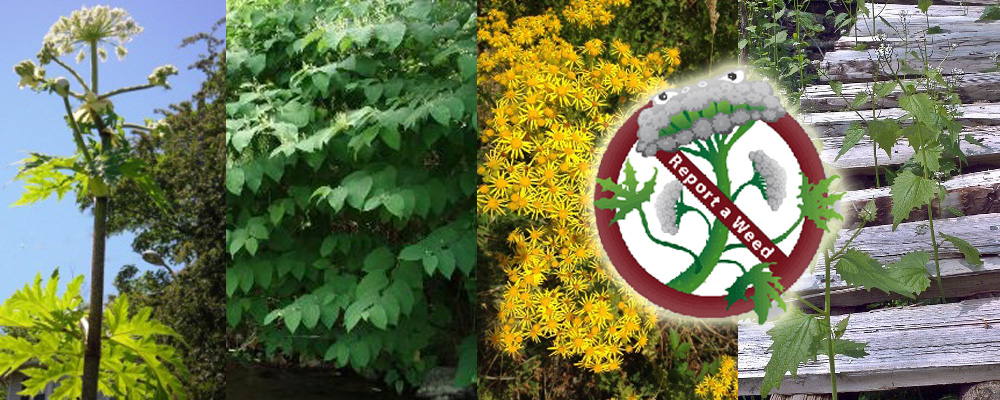 King County beginning seasonal battle against toxic and invasive plants