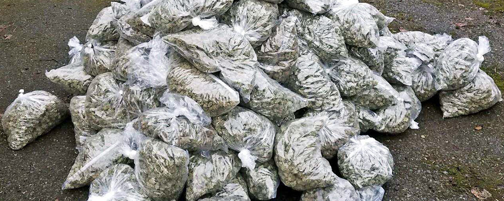 Police seize over 7,600 illegal marijuana plants & arrest 10 in sting operation