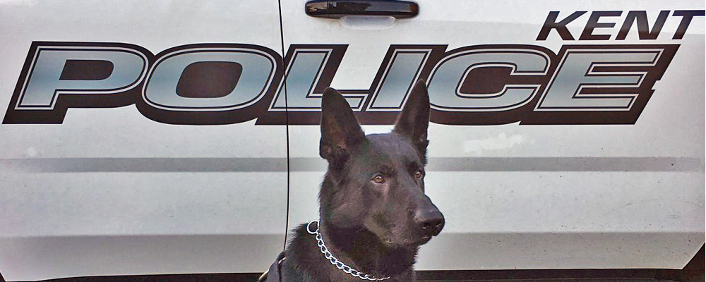 Kent Police use K-9 to track, capture stolen truck suspect Wed. night