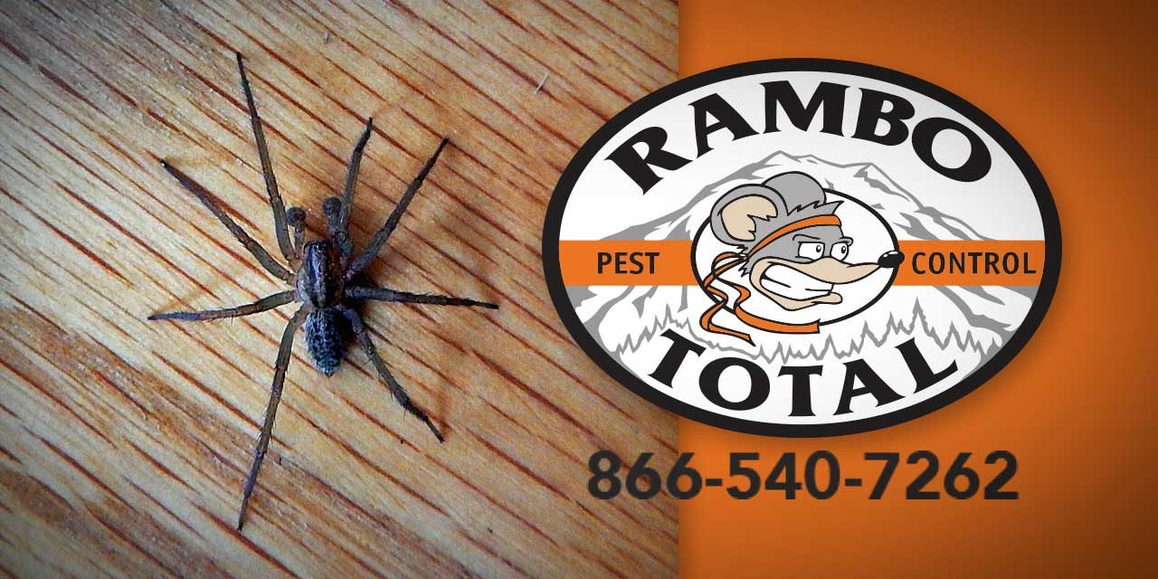 Spiders buggin’ you? Get help from the experts at Rambo Total Pest Control