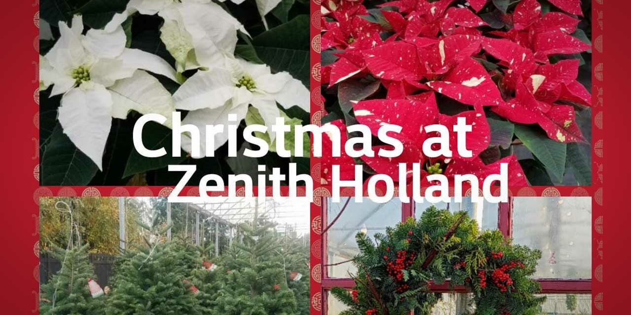 Christmas Trees are here – buy now and support Zenith Holland Nursery, a local gem!