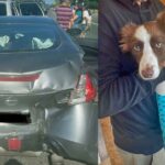 After being rear-ended, new firefighter and his injured dog need public’s help